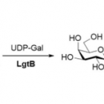 Structure of β1,4-galactosyltransferase CAS UENA-0211