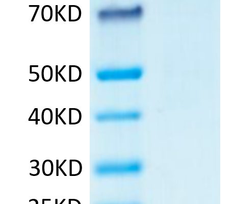 20210407151012 459x400 - Human CD31/PECAM-1 Protein, Accession: P16284