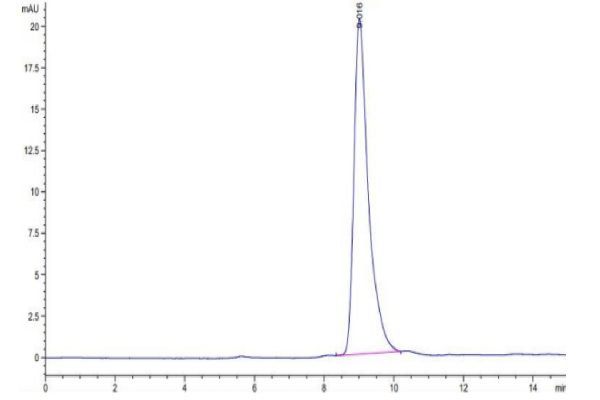 Mouse Notch 4 Protein, Accession: P31695
