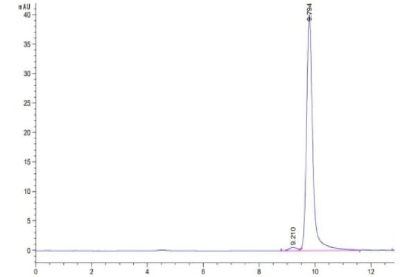 Human PRL-2/PTP4A2 Protein, Accession: Q12974