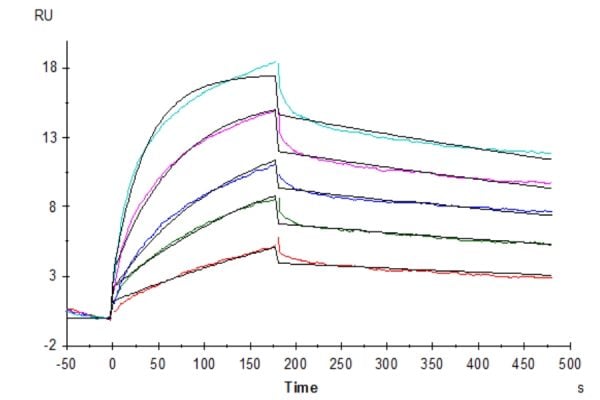 Biotinylated Human GPRC5D Protein-VLP, Accession: Q9NZD1