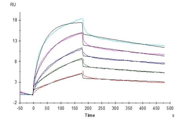 20230130152902 600x400 - Biotinylated Human GPRC5D Protein-VLP, Accession: Q9NZD1