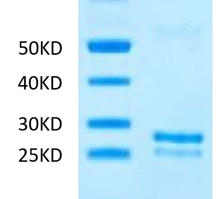 20230314095604 447x400 - Human SEZ6L2 Protein, Accession: Q6UXD5