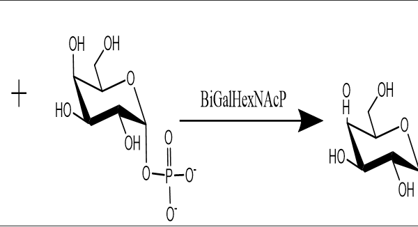 124 1 13 600x326 - Endo-Beta-N-acetylglucosaminidase M;EndoM CAS 32-1-961 EC:3.2.1.96