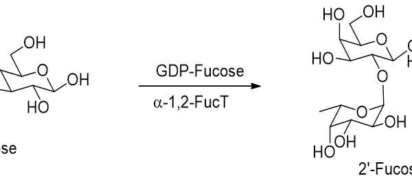 124 1 69 600x272 - Alpha1,2-fucosyltransferase; a1,2FucT CAS 124-1-69 E.C.: 2.4.1.69