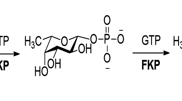 127 1 52 600x334 - Purine nucleoside hydrolase;TbIAGNH CAS 32-2-12 E.C.:3.2.2.1