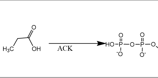 127 2 10 600x299 - ATP-Sulfurylase,AnSAT CAS 127-7-41 EC 2.7.7.4