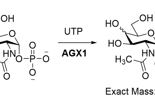 23 1 157 600x400 - Endo-Beta-N-acetylglucosaminidase mutant;Endo S2 (T138Q) CAS 32-1-962 EC:3.2.1.96