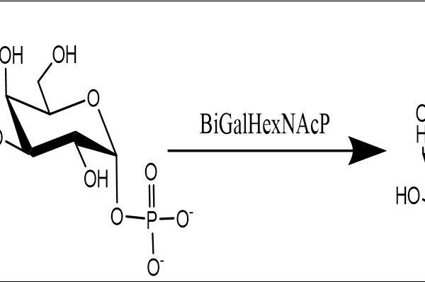 24 1 211 600x398 - ATP-Sulfurylase,AnSAT CAS 127-7-41 EC 2.7.7.4