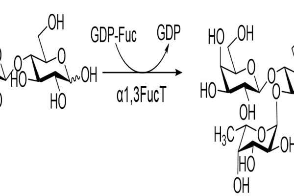 24 1 651 600x400 - Purine nucleoside hydrolase;TbIAGNH CAS 32-2-12 E.C.:3.2.2.1