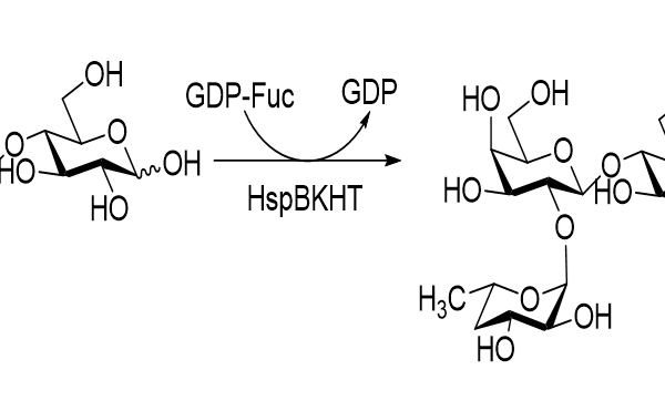 24 1 693 600x371 - Purine nucleoside hydrolase;TbIAGNH CAS 32-2-12 E.C.:3.2.2.1