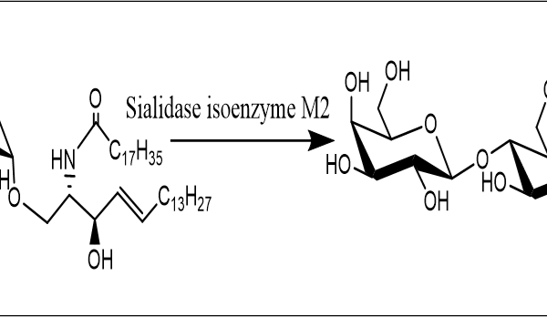 32 1 183 600x348 - Endo-Beta-N-acetylglucosaminidase mutant;Endo S2 (T138Q) CAS 32-1-962 EC:3.2.1.96