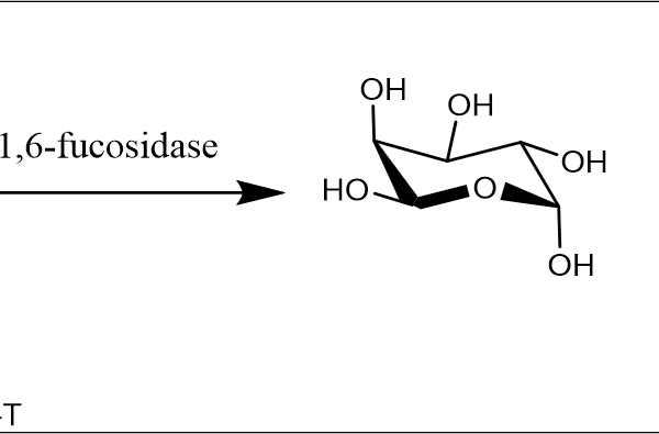 32 1 511 600x395 - RsHexNacO(N-acylhexosamine oxidase) CAS 111-3-29 E.C.:1.1.3.29