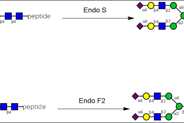 32 1 96 600x400 - Endo-Beta-N-acetylglucosaminidase M;EndoM CAS 32-1-961 EC:3.2.1.96