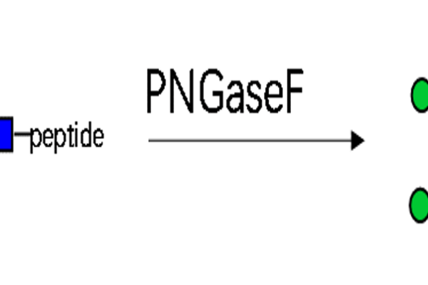 35 1 52 600x400 - Endo-Beta-N-acetylglucosaminidase M;EndoM CAS 32-1-961 EC:3.2.1.96