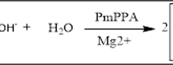 36 1 12 600x227 - Inorganic pyrophosphatase ,PmPPA CAS 36-1-12 EC 3.6.1.1