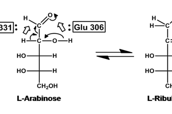 53 1 47 600x400 - L-arabinose isomerase, CAS 53-1-47 EC.5.3.1.4