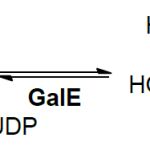 Structure of UDP Glc 4 epimerase GalE E.C. 5.1.3.2 150x150 - Glucose CAS 50-99-7
