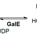 Structure of UDP-Glc 4-epimerase (GalE) E.C. 5.1.3.2
