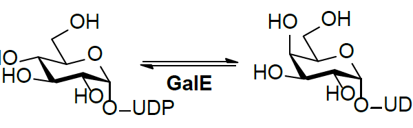 Structure of UDP Glc 4 epimerase GalE E.C. 5.1.3.2 600x187 - MMAE, vedotin CAS 474645-27-7