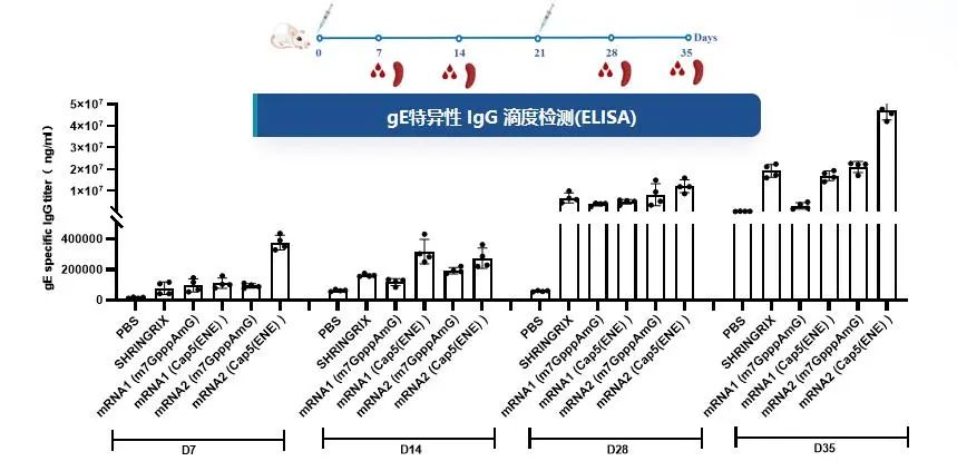 Serum specific IgG antibody levels to gE