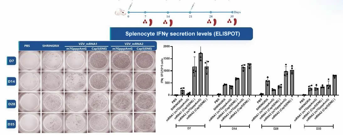 Splenocyte gE-specific cytokine IFNγ level assay