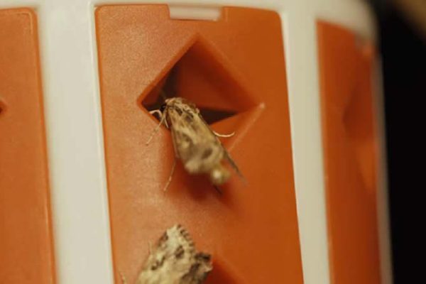 Watson Leads the Way – Using Pheromones for Sustainable Vineyard Pest Control