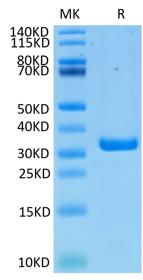 1565945944163824 - Biotinylated Human FGL1 Protein, Accession: Q08830