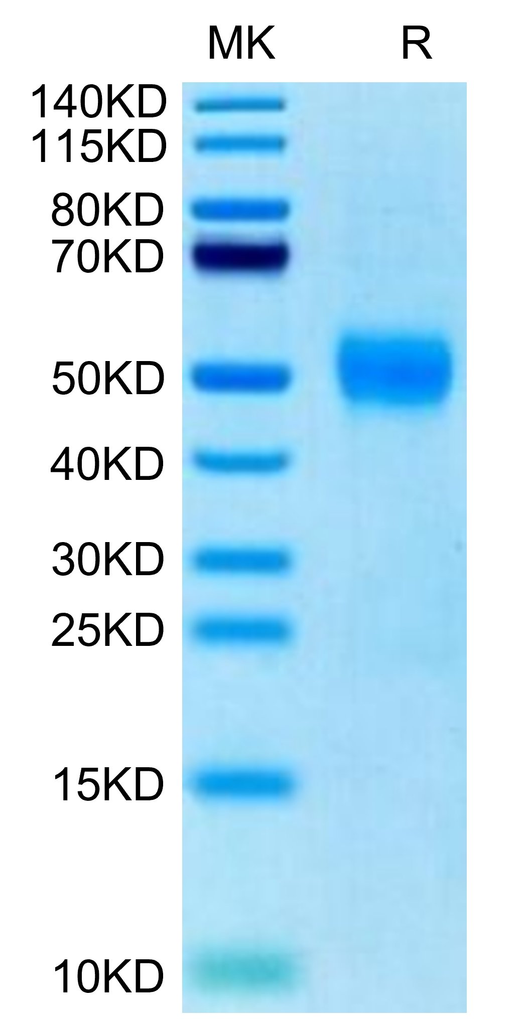 20220413152626 - Biotinylated Human Siglec-3/CD33 Protein, Accession: P20138