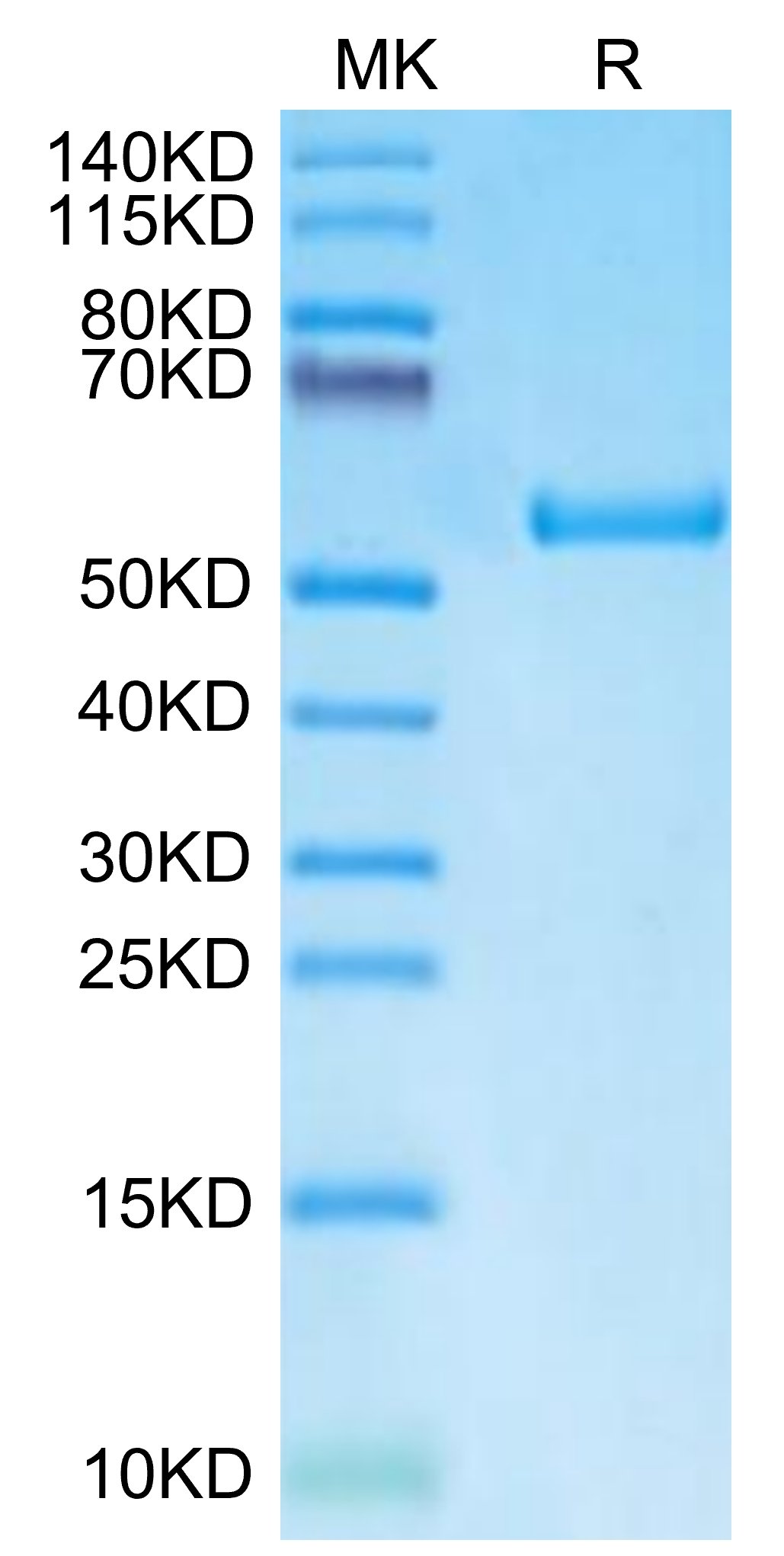 20220628112051 - Biotinylated Human LMP2 (HLA-A*11:01) Protein, Accession: AAV53343