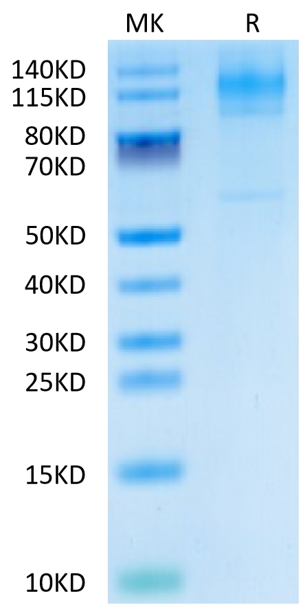 20230201171443 - Biotinylated Human FcRH5/FcRL5 Protein, Accession: Q96RD9