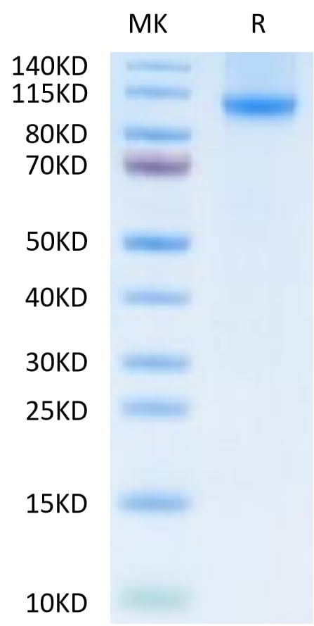 20230413153910 - Cynomolgus/Rhesus macaque DPPIV/CD26 Protein, Accession: XP_005573374